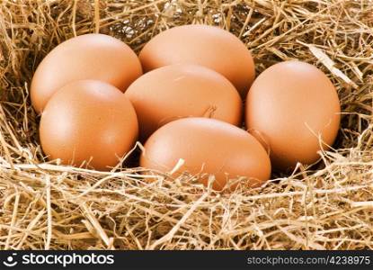 Fresh farm eggs in hay - close up
