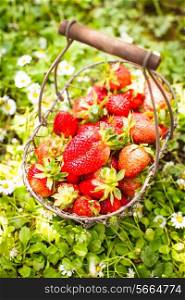 Fresh farm strawberries in a basket on the lawn