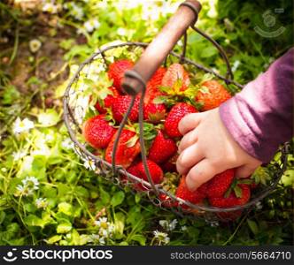 Fresh farm strawberries in a basket on the lawn and kid&#39;s hand