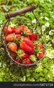Fresh farm strawberries in a basket on the lawn. Fresh strawberries