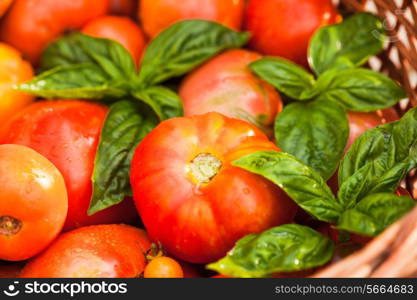 Fresh farm tomatoes and green basil leaves