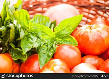 Fresh farm tomatoes and green basil leaves
