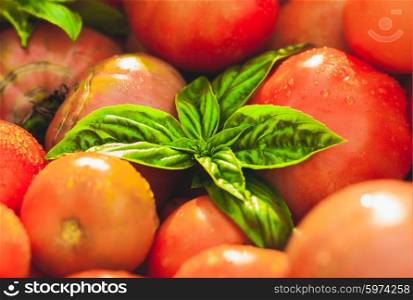 Fresh farm tomatoes and green basil leaves. Farm tomatoes