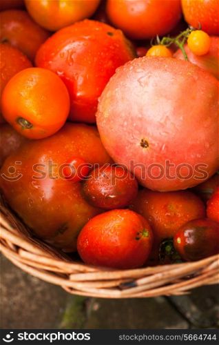 Fresh farm tomatoes from the garden in a basket