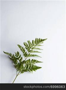 Fresh fern leaf on gray background with copy space. Natural layout. Top view. A branch of fresh fern presented on a gray background with space for text. Foliage layout
