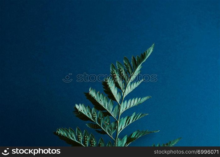 Fresh fern plant with spores on a dark blue background with copy space. Beautiful layout of green leaves. Flat lay. Back side of a fern with spores on a dark blue background with space for text. Natural layout. Flat lay