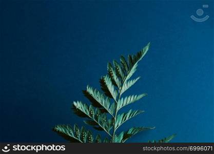 Fresh fern plant with spores on a dark blue background with copy space. Beautiful layout of green leaves. Flat lay. Back side of a fern with spores on a dark blue background with space for text. Natural layout. Flat lay