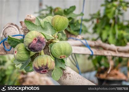 Fresh Figs fruit  hanging on the branch of tree. Fresh Figs fruit  