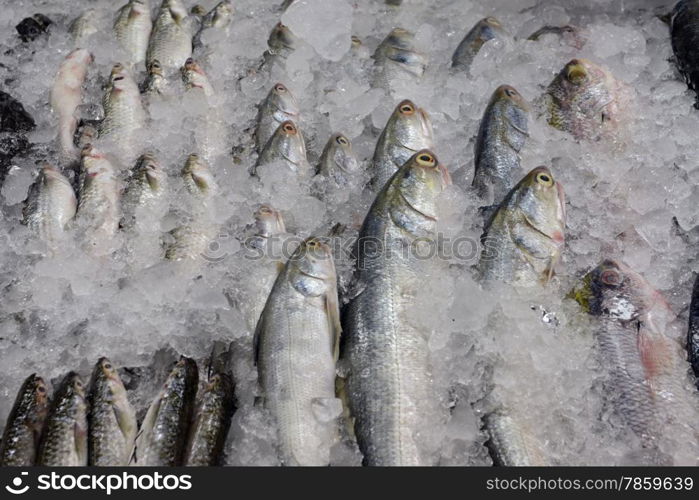 fresh fish at the day Market in the city of Phuket on the Phuket Island in the south of Thailand in Southeastasia.&#xA;&#xA;