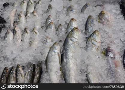 fresh fish at the day Market in the city of Phuket on the Phuket Island in the south of Thailand in Southeastasia.&#xA;&#xA;
