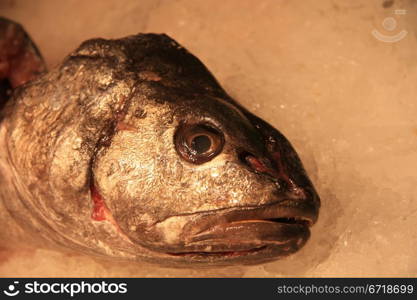 Fresh fish at the fish market in Barcelona, Spain