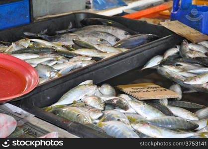 Fresh fish at the wet market in Penang, Malaysia
