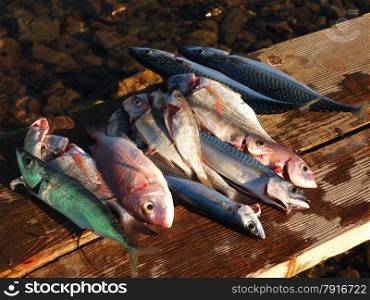 fresh fish cleaned on the shore after fishing