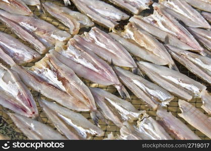 fresh fish drying in the thai morning sun