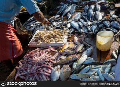 Fresh fish  in fish market, Sri Lanka