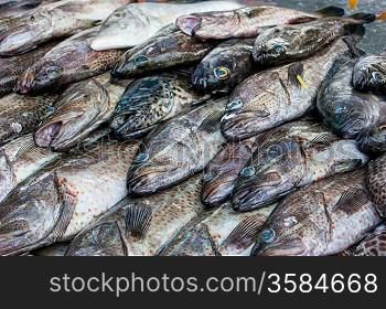 Fresh fish in the market
