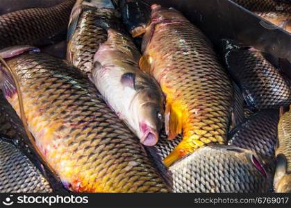 Fresh fish, live carp for sale at the Bazaar for restaurants