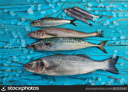 Fresh fishes mix hake seabass sardine mackerel anchovies