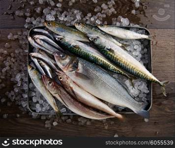 Fresh fishes mix hake seabass sardine mackerel anchovies on ice and wood