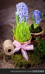 Fresh flowers hyacinths. Green concept
