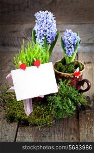 Fresh flowers hyacinths. Green concept