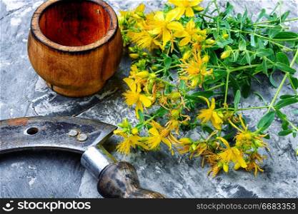 Fresh flowers of St. John&rsquo;s wort.Herbal medicine.Medicinal herbs.Alternative herbal medicine. Bunch of blooming Hypericum
