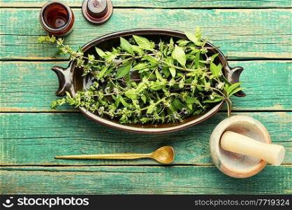Fresh foliage blooming mint, peppermint leaves.Mint leaves in herbal medicine. Fresh blooming mint