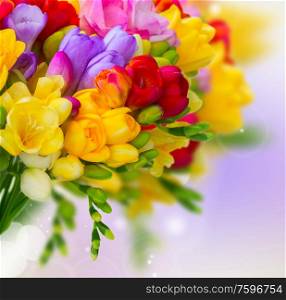 Fresh freesia flowers and buds posy close on violet background. Fresh freesia flowers