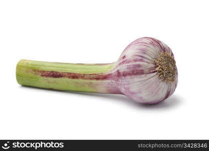 Fresh French garlic on white background