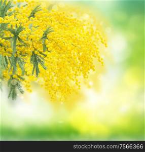 Fresh french mimosaflowers in green garden, spring background. French mimosa flowers