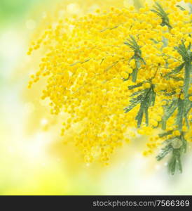 Fresh french mimosaflowers in green garden, spring background. French mimosa flowers