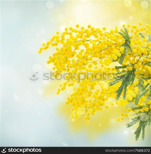 Fresh french mimosaflowers on blue spring background. French mimosa flowers
