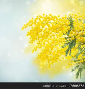 Fresh french mimosaflowers on blue spring background. French mimosa flowers