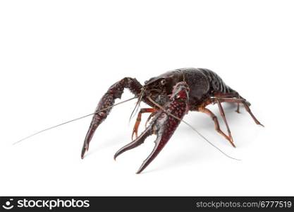 Fresh freshwater crayfish on white background