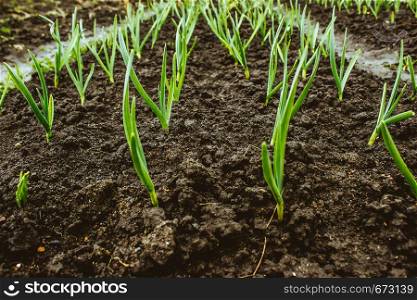Fresh garlic and onion sprouts grow from the ground. Gardening, harvest in the garden. Healthy and vegetarian food