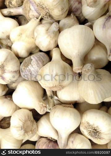 Fresh garlic background . View from above .. Fresh garlic for background . View from above .
