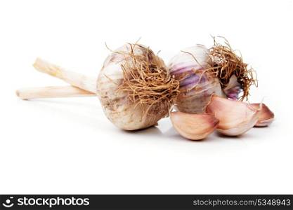fresh garlic bulb isolated on white background