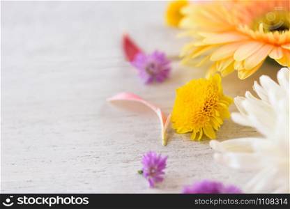Fresh Gerbera flower colorful and Marguerite purple flowers frame composition on white background beautiful - copy space