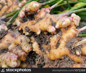 Fresh ginger plant farm / Harvest ginger root on field agricultural asia and green leaves dig from soil ground for sold in the market