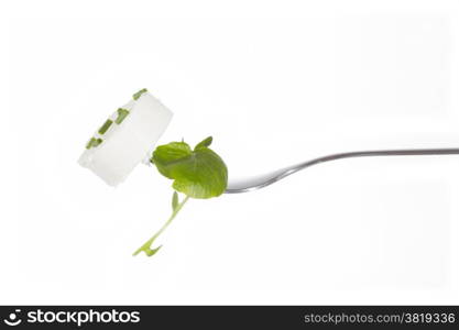 Fresh goat cheese clicked on a fork