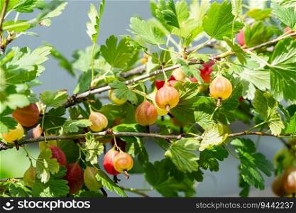 Fresh gooseberries on a branch of gooseberry bush with sunlight. Gooseberry in the fruit garden.. Fresh gooseberries on a branch