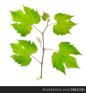 fresh grape leaves isolated on white
