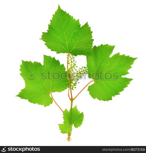 fresh grape leaves isolated on white