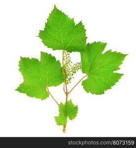 fresh grape leaves isolated on white