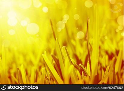 Fresh grass abstract background, bright field with sunny bokeh, beutiful nature at spring, vibrant yellow sun light on the meadow