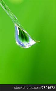 Fresh grass blade with big water dew drop macro close up freshness nature concept. Dew water drop on grass macro