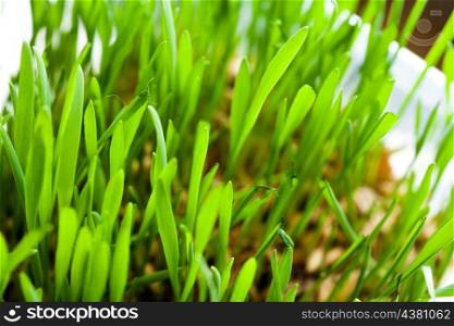 fresh grass closeup