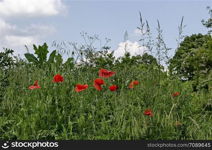 Fresh grass field with blossom and bud of red poppy or Papaver wildflower in town Razgrad, Bulgaria, Europe