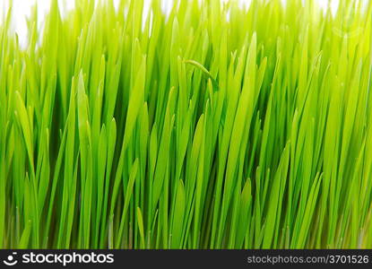 fresh grass isolated close up