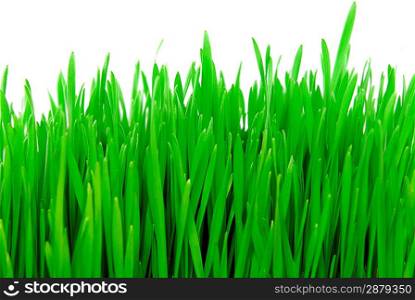 fresh grass isolated on white background